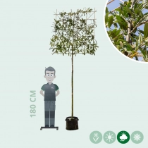 Leilaurier 200 cm