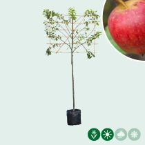 Malus d. 'Notarisappel' leiboom