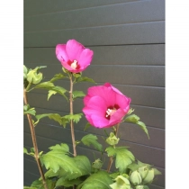 Hibiscus 'Woodbridge' hoogstam