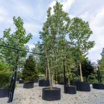 Japanse zuil sierkers #1