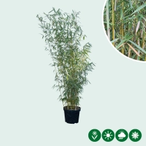 Fargesia robusta 'Campbell'