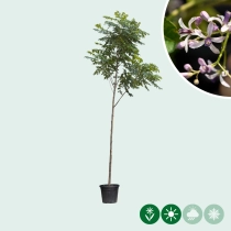 Kralenboom