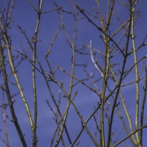 Grijze streepjesbast esdoorn #109