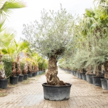 Olijfboom 'Bonsai' #188