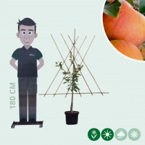 Malus d. 'Cox Orange Pippin' laagstam leiboom