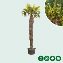 Chinese waaierpalm 320 cm stamhoogte