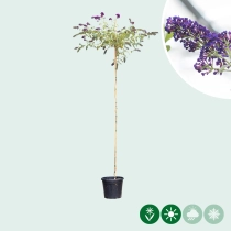 Vlinderstruik Black Knight hoogstam