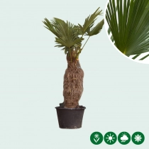 Wagner palm 40 cm stamhoogte