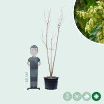 Chinese vernisboom meerstammig