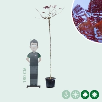 Rode Perzische slaapboom