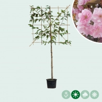 Japanse sierkers leiboom 120 cm