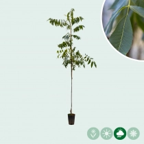 Pecannotenboom 'Western Schley'
