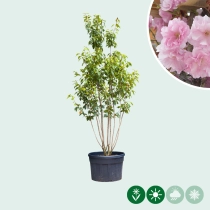 Gewone Japanse sierkers meerstammig