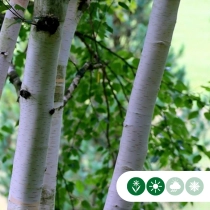 Witte berk meerstammig