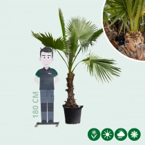 Mexicaanse waaierpalm 140 cm