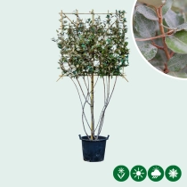 Olijfwilg leiboom meerstammig