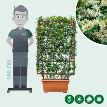 Toscaanse jasmijn haagelement