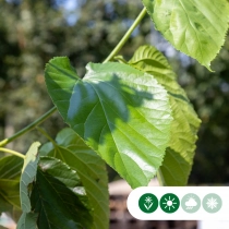 Moerbei 'White Berry'