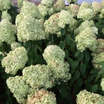 Pluimhortensia Lime Light