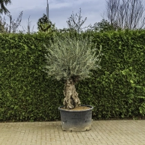Olijfboom 'Bonsai' #97