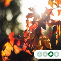 Lei amberboom volgroeid