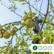 Malus d. 'Elstar' halfstam leiboom