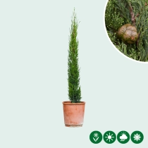 Italiaanse cipresboom 'Totem' 80 cm
