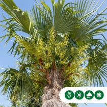 Chinese waaierpalm 120 cm stamhoogte
