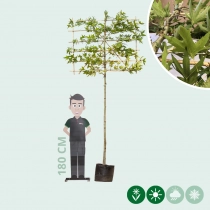 Oosterse plataan leiboom 180 cm