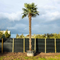 Chinese waaierpalm volgroeid