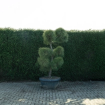 Grove den bonsai pompon #79