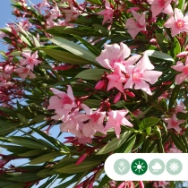 Oleander leiboom