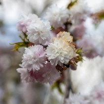 Bloesembomen