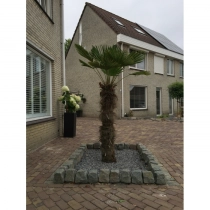 Wagner palm 140 cm stamhoogte