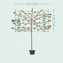 Rode leibeuk 240 cm