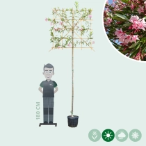 Oleander leiboom