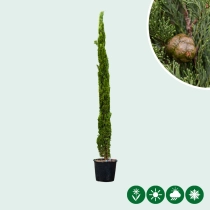 Italiaanse cipresboom 'Totem' 350 cm