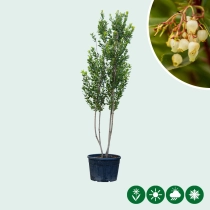 Aardbeienboom meerstammig