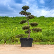 Zwarte den Bonsai #143
