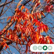 Chinese pistache hoogstam