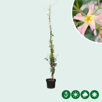 Roze Toscaanse jasmijn 150 cm
