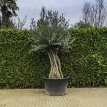 Olijfboom 'Bonsai' #101