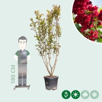 Lagerstroemia Indica 'Dynamite' meerstammig