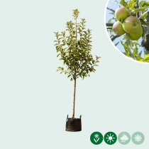 Malus d. 'Elstar'