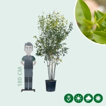 Japanse liguster meerstammig