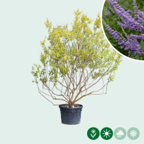 Kuisheidsboom meerstammig