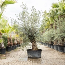 Olijfboom 'Bonsai' #186