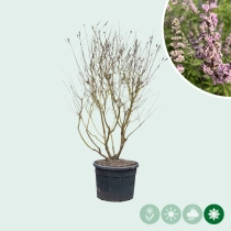 Roze kuisheidsboom meerstammig