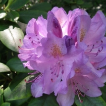 Rhododendron Catawbiense grandiflorum