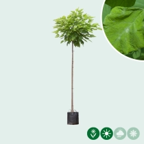 Bolcatalpa 220 cm stamhoogte